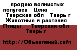 продаю волнистых попугаев › Цена ­ 700-1000 - Тверская обл., Тверь г. Животные и растения » Птицы   . Тверская обл.,Тверь г.